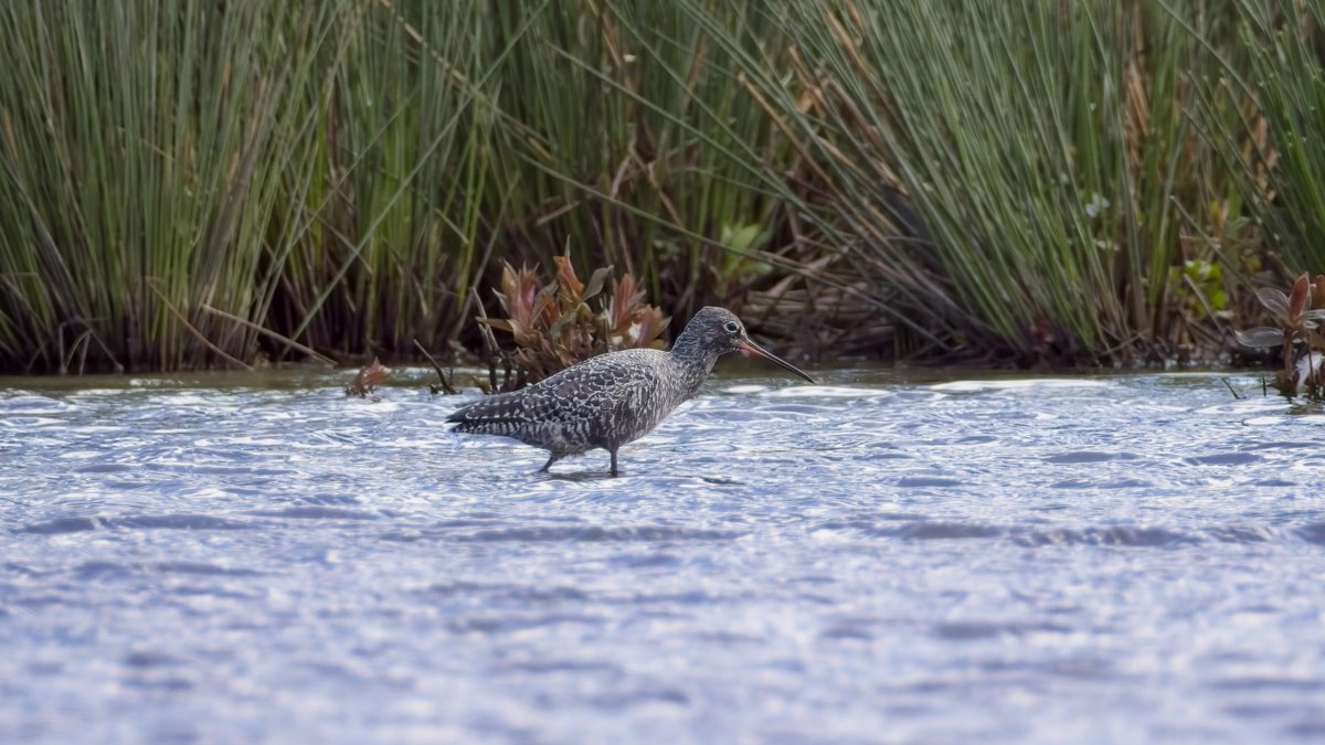 The Spotted Redshank at @WWTSlimbridge looking very dark now but seems to be staying distant from the hides. This one from the Hogarth Hide. @slimbridge_wild #GlosBirds #BirdsSeenIn2024