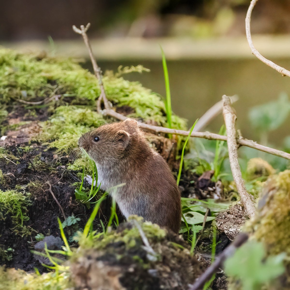 It's #PicOfTheWeek time! 📷 We fell in love with this little bank vole peering out over the mound. Those large ears are definitely being used to listen carefully for predators, including foxes, kestrels and owls. Congratulations @t_j_james82 👏 (via Instagram)