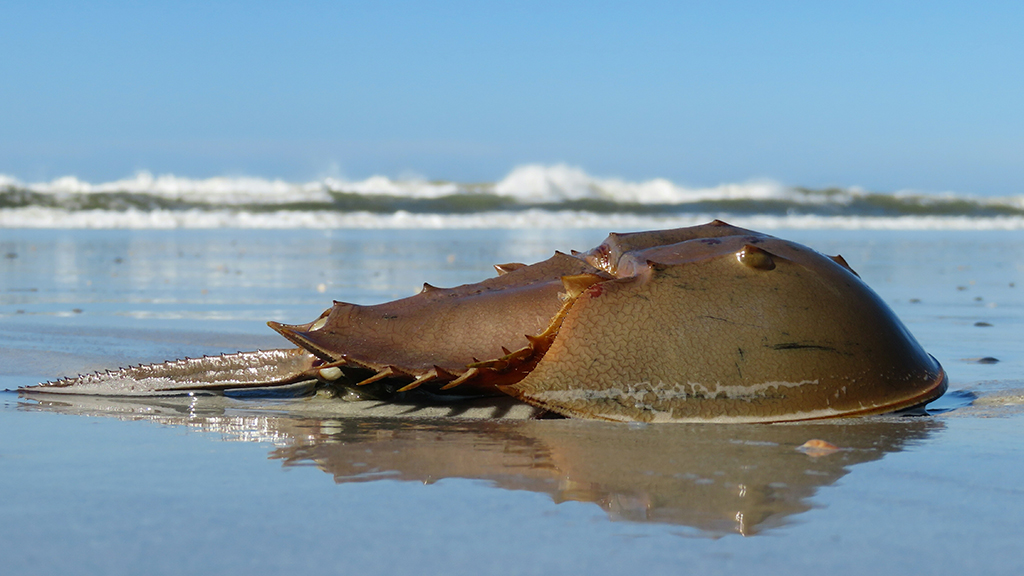 Action to end Horseshoe Crabs being bled to death for medical science. ladyfreethinker.org/sign-stop-blee… @LadyFreethinker