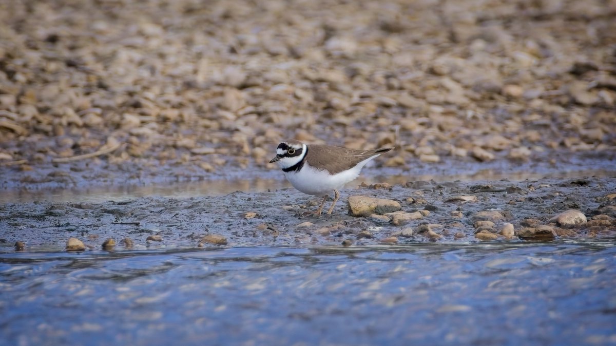 One of four Little Ringed Plovers on South Lake at @WWTSlimbridge this afternoon, taken from the Hogarth Hide @slimbridge_wild #GlosBirds #BirdsSeenIn2024