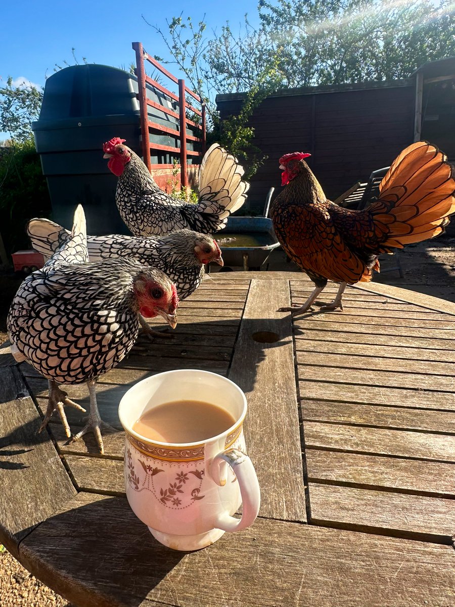 This is what happens when you try to have a cuppa in the garden with tiny chickens, they keep trying to steal my tea 😂 #Seabrites #Norfolk #NorfolkLife