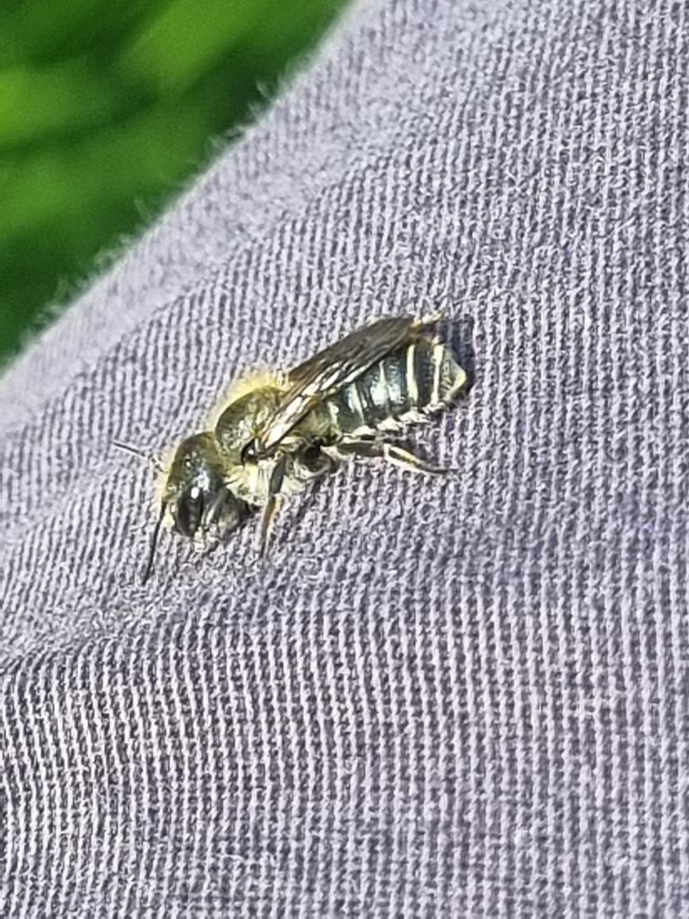 Really didn't expect this female Osmia caerulescens (Blue Mason Bee) in the garden today. Males usually emerge late April & females after that. Not that common in the garden, & I don't usually see them here until June. Red Mason bee females have scarcely started to emerge yet!