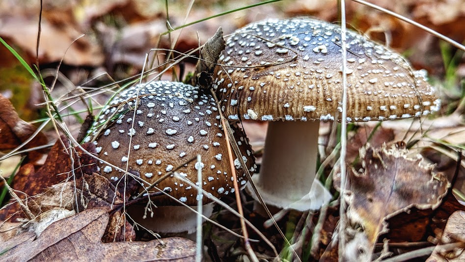 Quel somptueux mouchetage, non ? / What a sumptuous speckling, no? / Spéc. : Google Pixel 6, ƒ/1,85, 1/406, 6,81 mm, 230 ISO / #photographie #photography #Google #Pixel #TeamPixel #GooglePixel #champignon #mushroom #FungiFriends