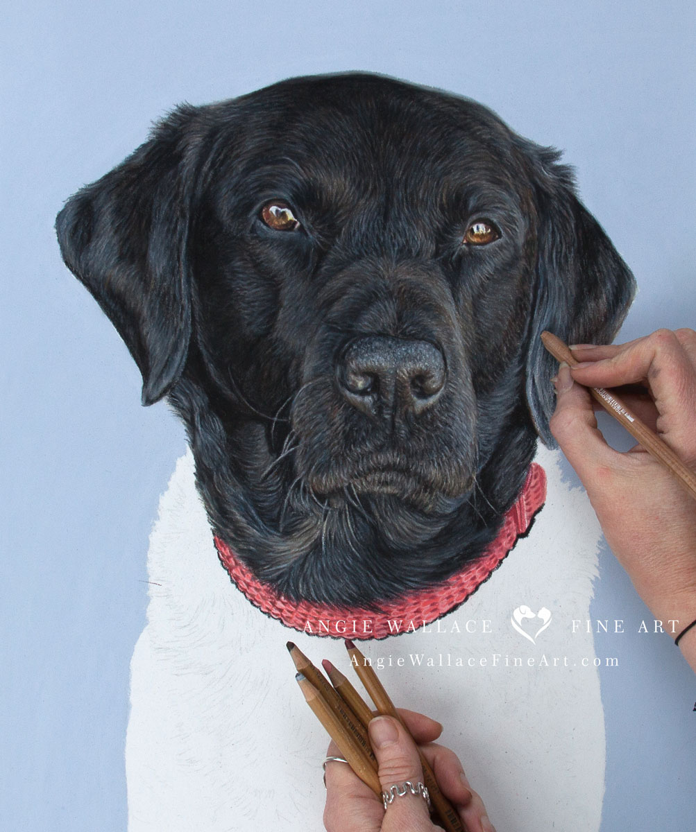 Today I'm working on Henry, a handsome black Labrador. He's 5 years old and takes lots of exercise, but still likes snoozing on the Master's big wide TV chair. 
Hope you like him so far.  
angiewallacefineart.com
#pastelportrait #dogportrait #labrador #labradorretriever