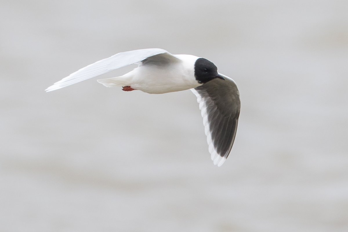 Red-breasted Goose, Black Tern, juv & adult Little Gulls - highlights from around @RSPBFrampton today, a grand day out 😀