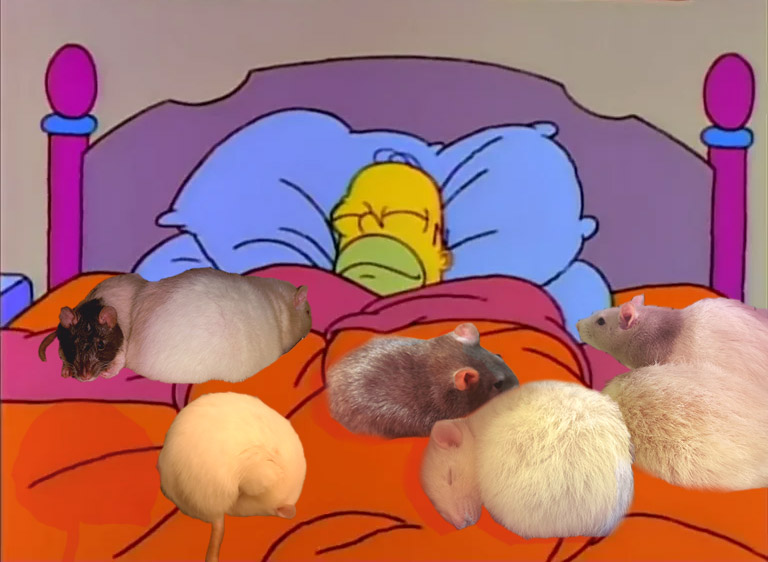 ahh to be a big toasty cinnamon bun tucked into bed with my rats... pure bliss
