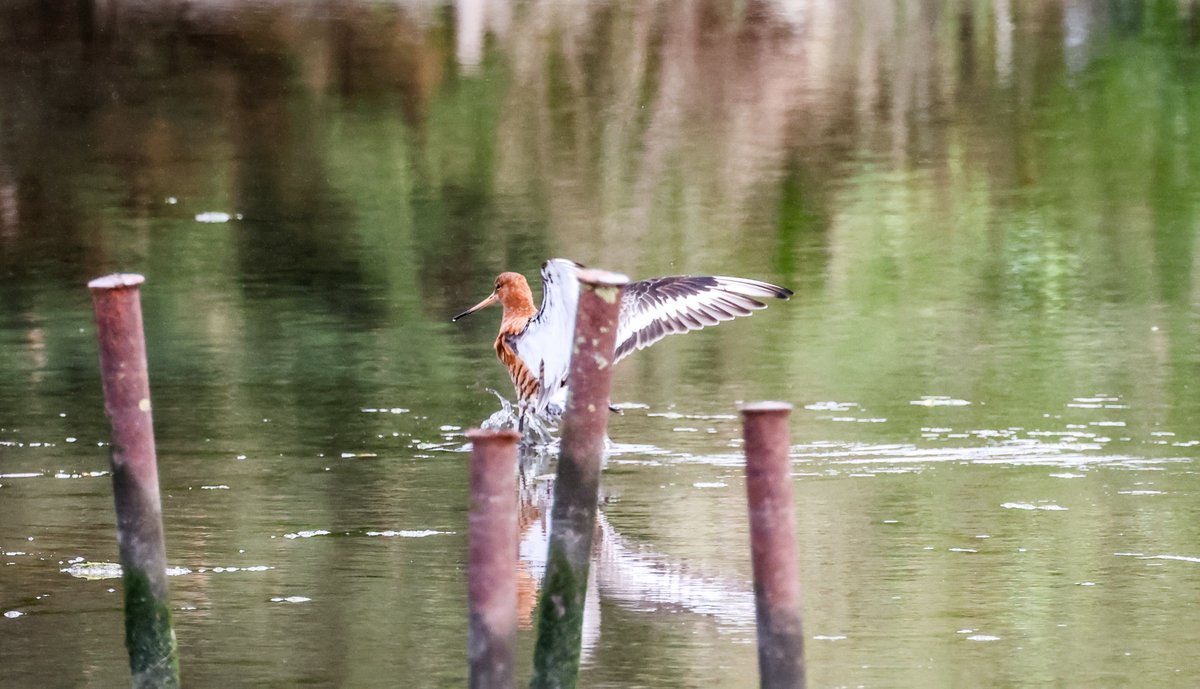 Some Black-tailed Godwits are still hanging around Booterstown Marsh not for much longer off to Iceland for their breeding seson 😆😍😆