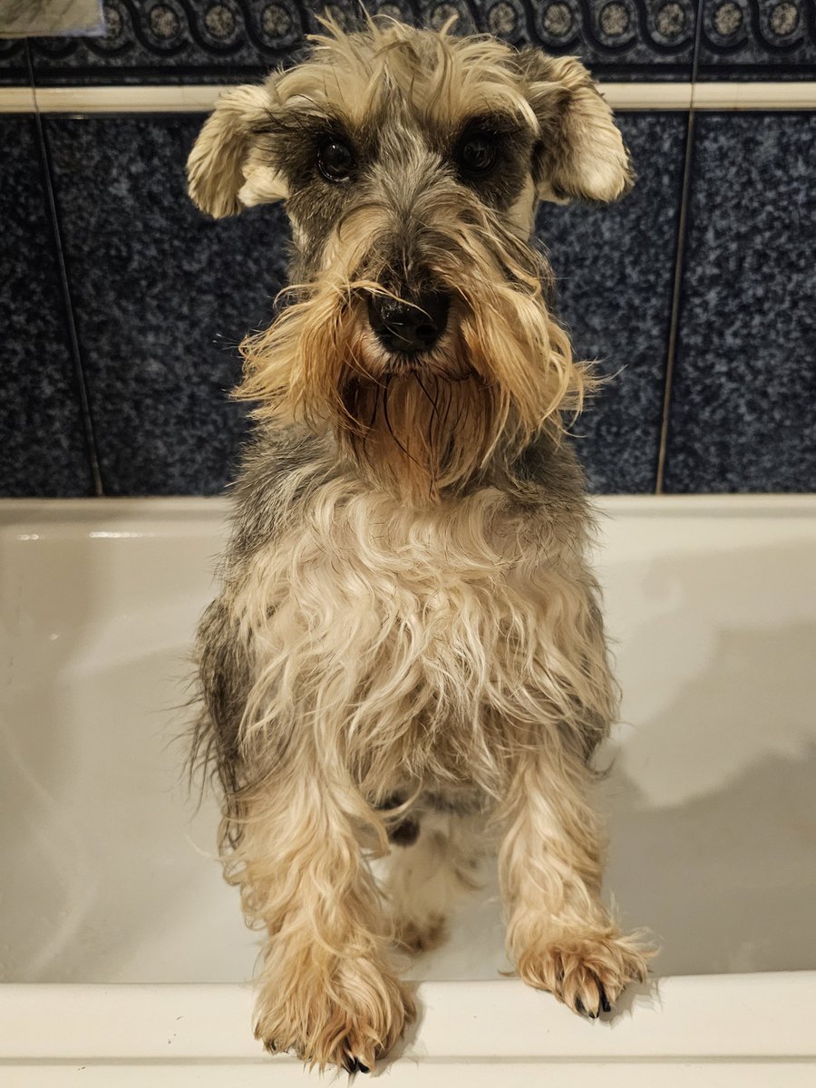 Trying my best puppy eyes to get out of this one, but it might be too late 😭 #SchnauzerGang #schnauzersagainstbaffs #bath
