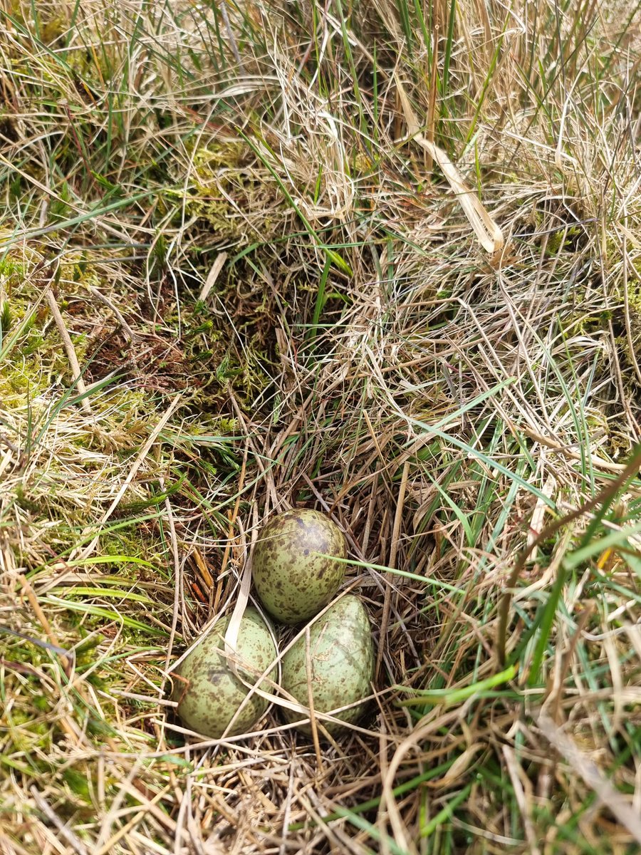 News just in! Our teams in Ysbyty Ifan & Hiraethog in North Wales and Glenwherry in N. Ireland have found their first #Curlew nests today! 📷 Katie Gibb & Lucy Foster @RSPBCymru @RSPBNI