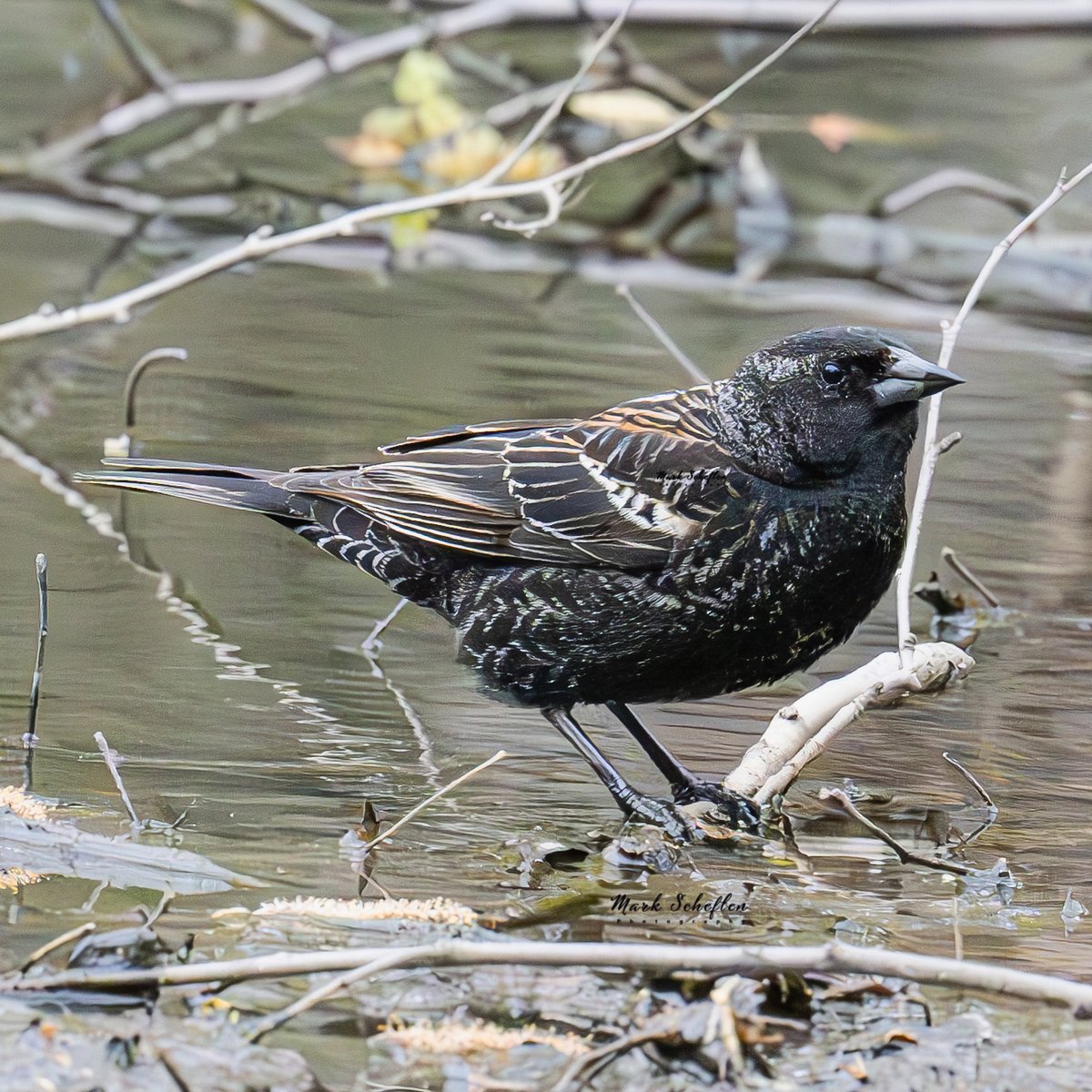 Red-winged Blackbird,  Pool, Central Park, N.Y.C #birdwatching #naturelovers #birdcpp #TwitterNatureCommunity #birdsofinstagram #britishnatureguide #naturephotography #birdphotography #twitterphotography #wildbirdphotography #nikonphotography #NatureBeauty