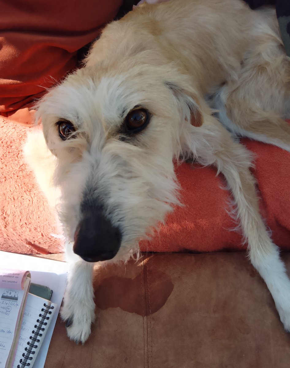Please retweet to help FIND THE OWNER OR A RESCUE SPACE FOR THIS STRAY DOG FOUND #PIRBRIGHT #GUILDFORD #SURREY #UK 🆘🆘🆘 Female Lurcher, chip not registered, found APRIL 15. Now in a council pound for 7 days, she could be missing or stolen from another area, please share…