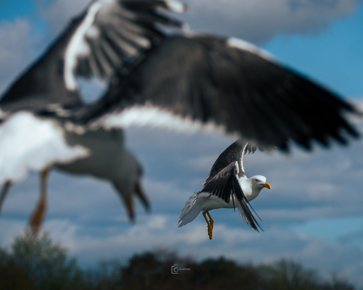 Hello my fellow xters... its #FlyDay so lets celebrate with our wings wide open... 🕊️
#Gull #Birds #Nature #Photography