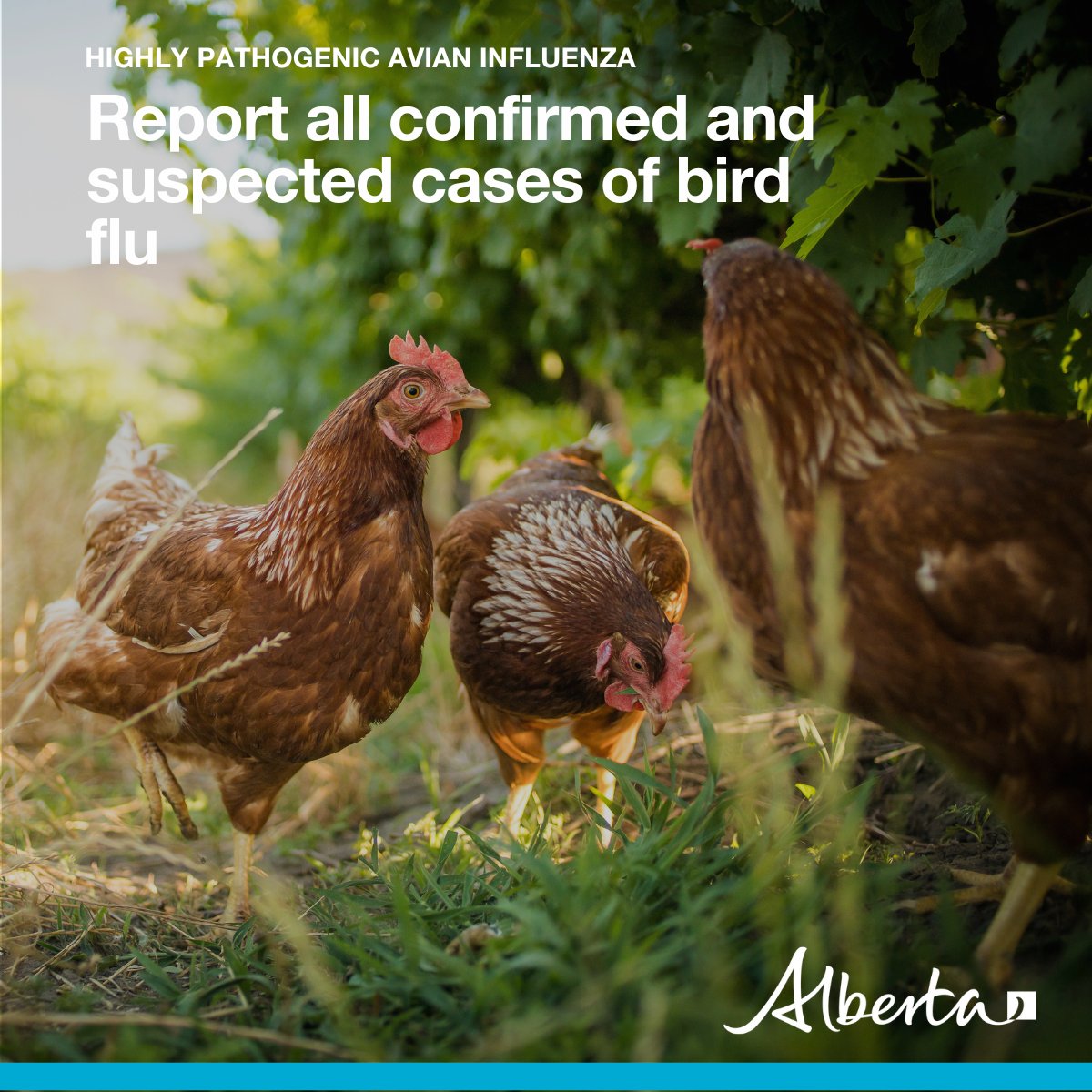 Highly Pathogenic Avian Influenza or ‘bird flu’ is a contagious virus affecting many bird populations. Suspected or confirmed cases must be reported to the Office of the Chief Provincial Veterinarian or @InspectionCan immediately. Learn more: alberta.ca/avian-influenz… #abag