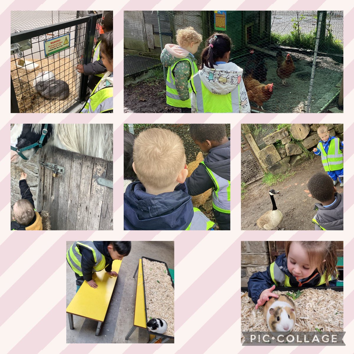 The children had a lovely time at the farm today. We got to see, pet and feed lots of animals, before the rain came ☔️ 🐭🐷🪿🐴🐣🐔🐐#makingmemories #farm #ourfirsttrip @Inspire_Ashton @TrustVictorious