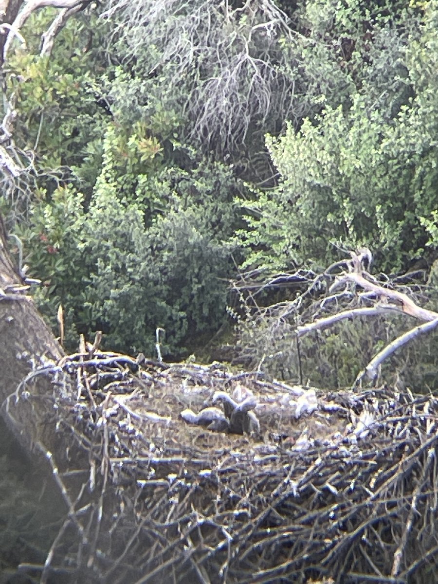 News Release: A pair of bald eagles have taken up residence along a Forest Service Road in the eastern Santa Ana Mountains in the Trabuco Ranger District. Read the full release at: fs.usda.gov/news/cleveland…