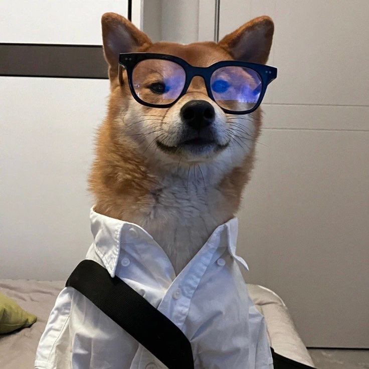 kh1ovele's tweet photo. 🐕* #THAIchayanon https://t.co/EvNFEMqb8k