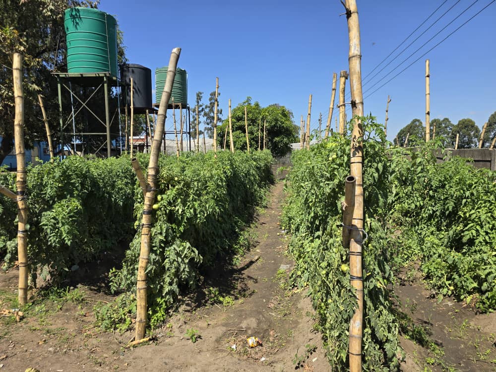 During a visit to my grandmother's home in January, I saw that she had a lot of unused space and an abundant borehole water supply. Seeing an opportunity for her to generate income, I suggested that she start a small tomato farming project. She was initially reluctant, but with a