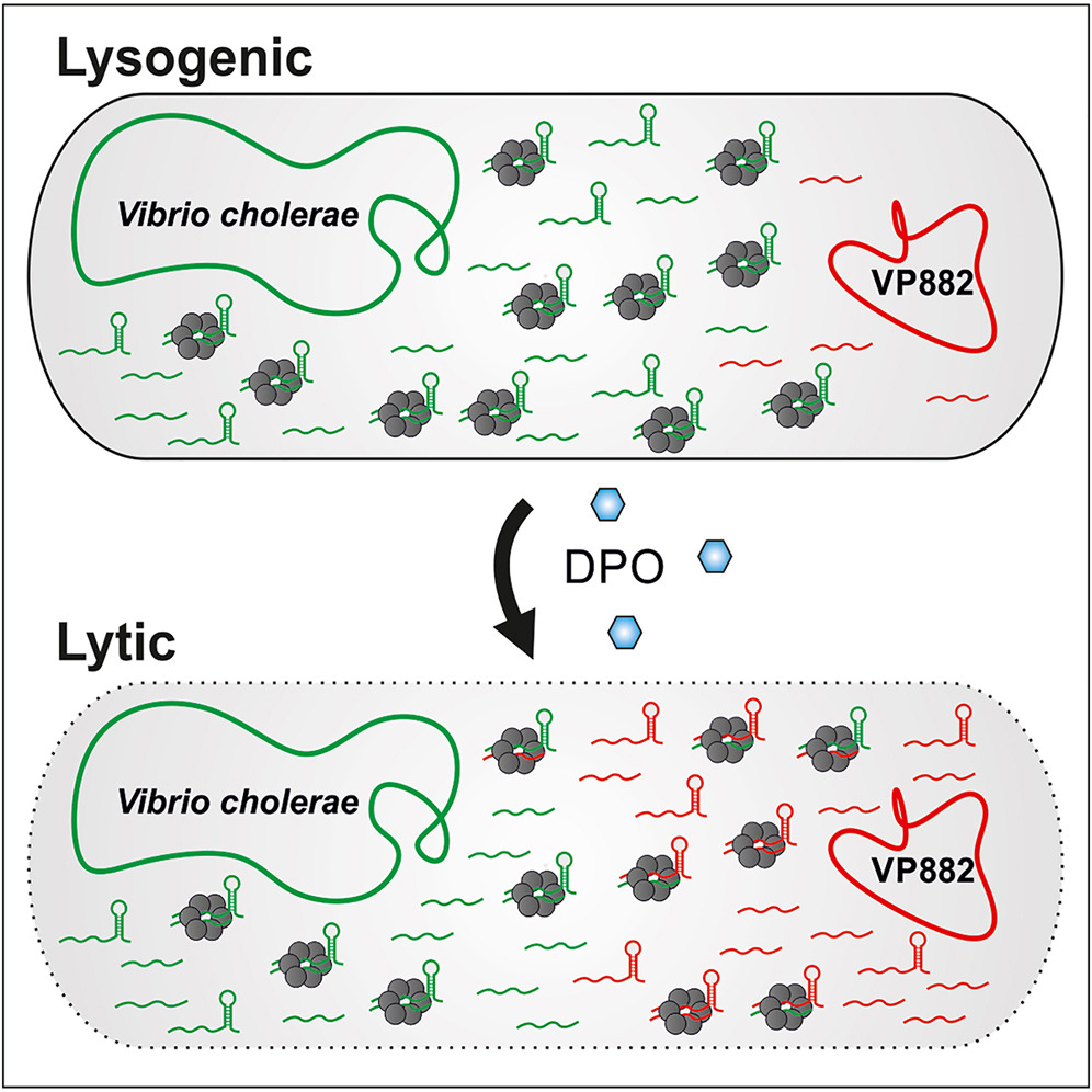 Small RNAs direct attack & defense. VP882 phage activation promotes sRNA base pairing w/V.cholerae or phage transcripts via Hfq. Phage&host-encoded sRNAs regulate expression @ post-transcriptional level to enhance or inhibit phage replication @papenfortlab cell.com/cell-host-micr…