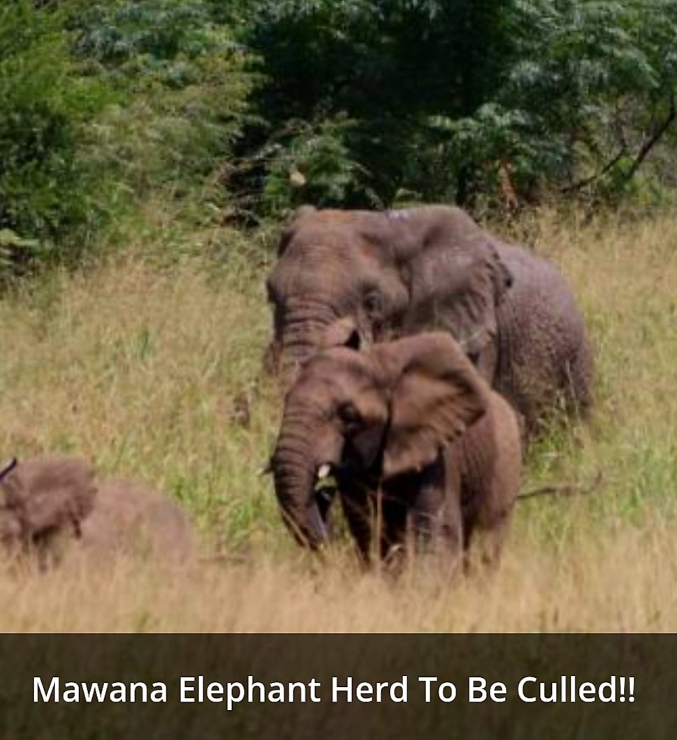 CitysFElephants's tweet photo. UPDATE Mawana Herd 🐘x45💚
🇿🇦#MawanaElephantRescue
#SaveThe45 x🐘 #StopTheCull 🛑
#SouthAfrica
The good news:
The herd is currently safe ❣
Read more... ↘️ https://t.co/KOknmFXRac