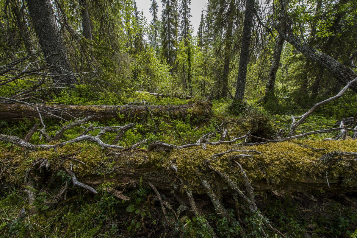 VärldsnaturfondenWWF tweet media