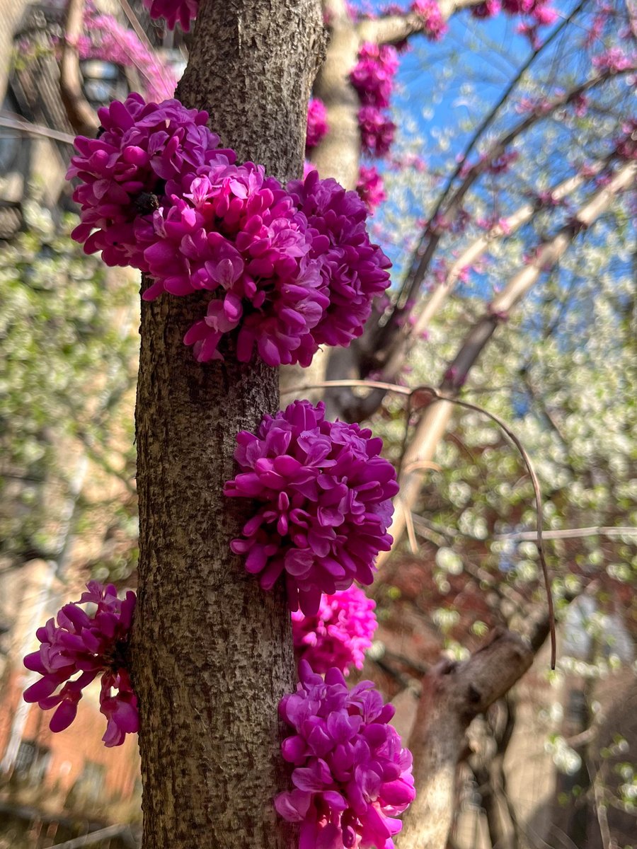 Every spring I look forward to seeing the #redbuds bloom in #Manhattan. They're truly spectacular. 
#eastvillage @evgrieve #springinnyc #NY1pic #SecretNYC #XNatureCommunity #XNaturePhotography #NatureBeauty
#SpringVibes #FlowerHunting #GardensHour #gardenersworld #Spring2024