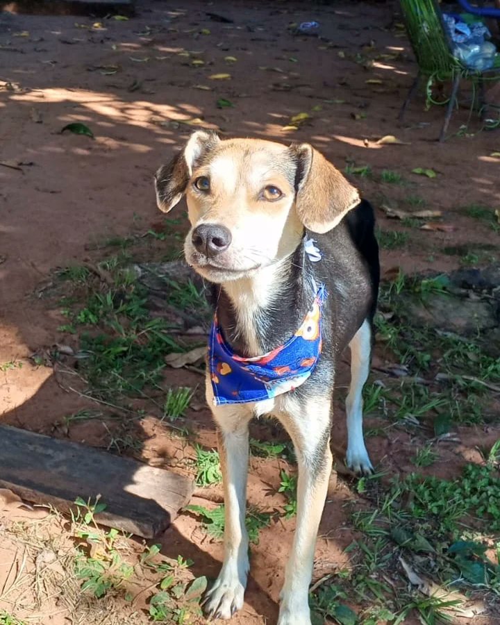 Me ayudan a encontrar hogar para esta hermosa? 🙏🏻🥹 está viviendo en la calle, hace poco tuvo crías, c/u está en un hogar. Ahora sólo falta conseguir una flia para ella. Esa carita tb pide un hogar cálido donde le brinden muchísimo amor ❤️🙏🏻 irá castrada. Contacto 0976264095