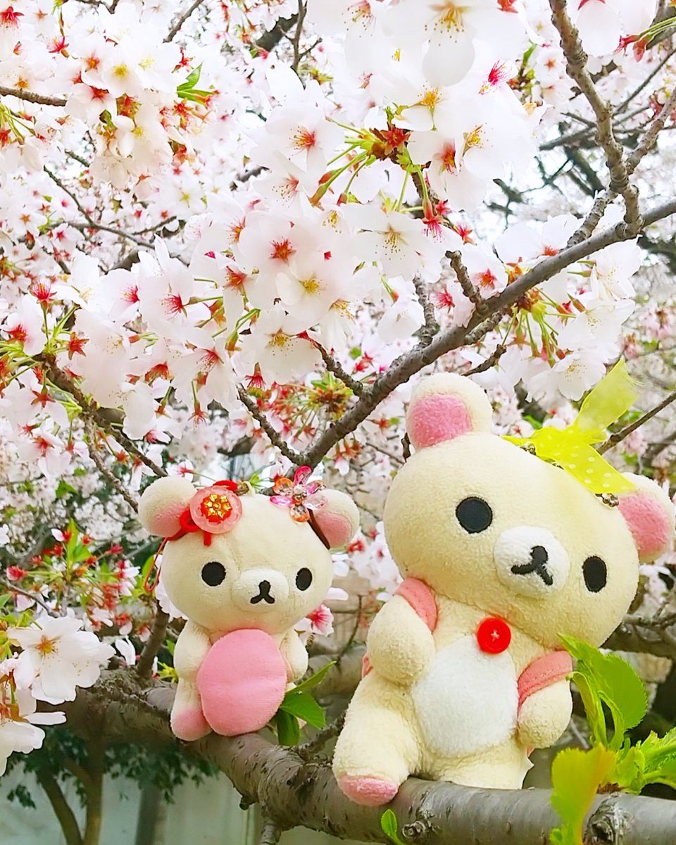 桜号に乗って出発🐻‍❄️🐻‍❄️🌸🌸‼️

#Korilakkuma #小白熊 #コリラックマ #桜 #サクラ #cherryblossom #pink #ピンク #薄紅 #春 #spring #springflowers #さくら #可愛い