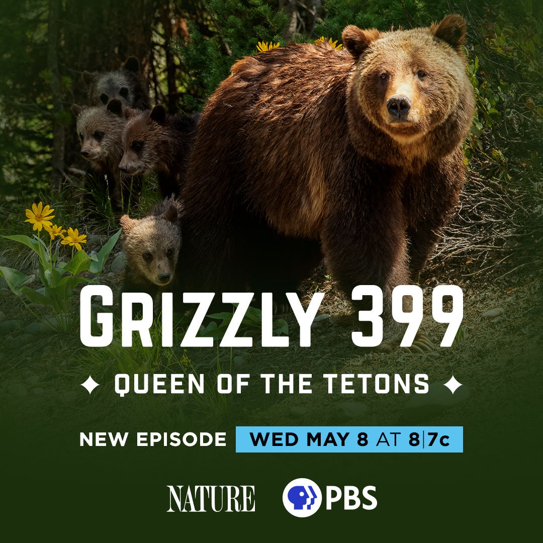 The most famous bear in the Tetons attempts to raise cubs in the midst of conflicts with people. 'Grizzly 399: Queen of the Tetons' premieres Wednesday, May 8 at 8/7c on PBS. #NaturePBS