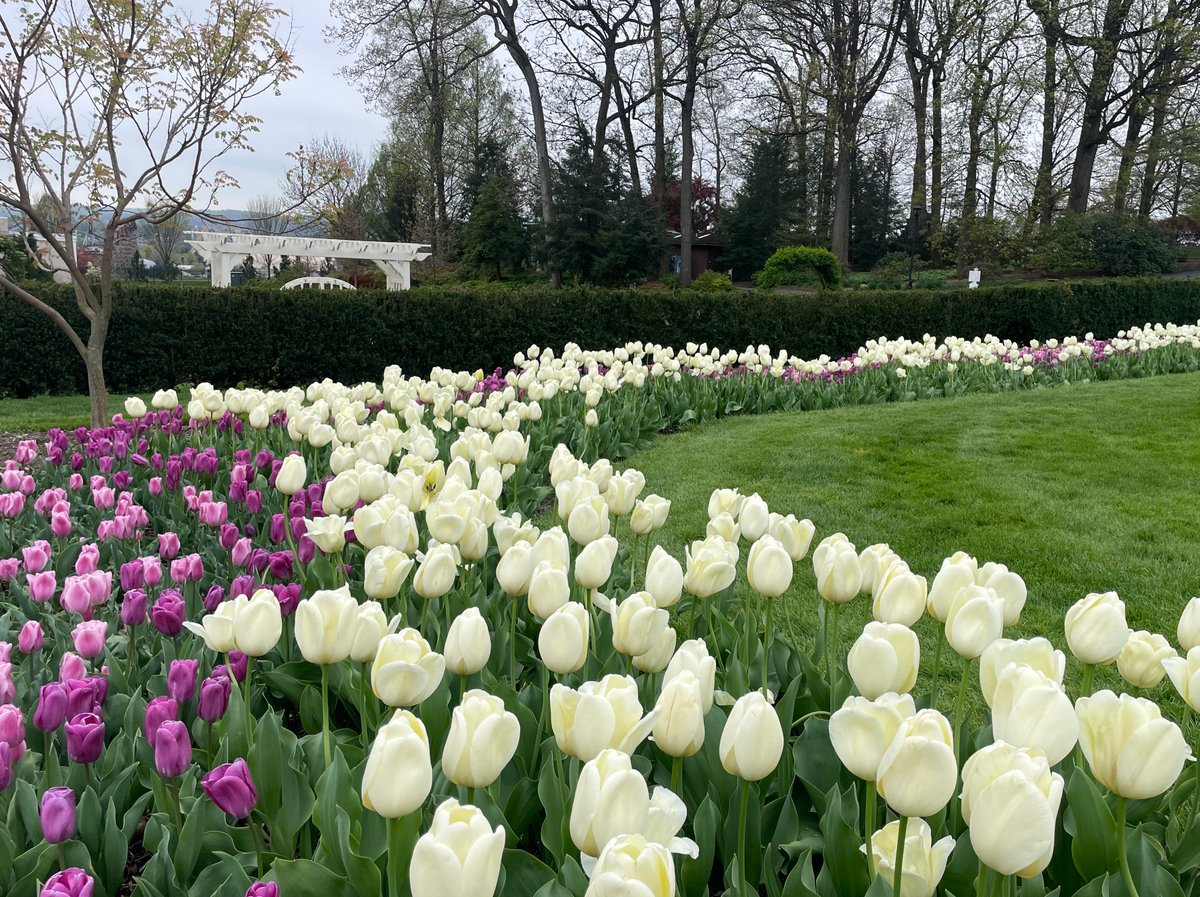 Cooler weather over the past few days has helped to preserve most of the tulips! 🌷 Along with a variety of Earth Day activities on Saturday, we'll be celebrating spring all weekend long! (Photos taken 4/19/24) #HersheyPA #hersheygardens #tulip #tulips #tulipseason #tuliplovers