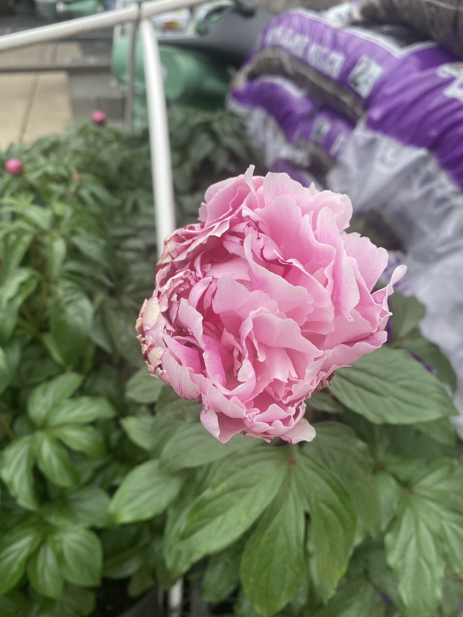 Mark Michael tweet media