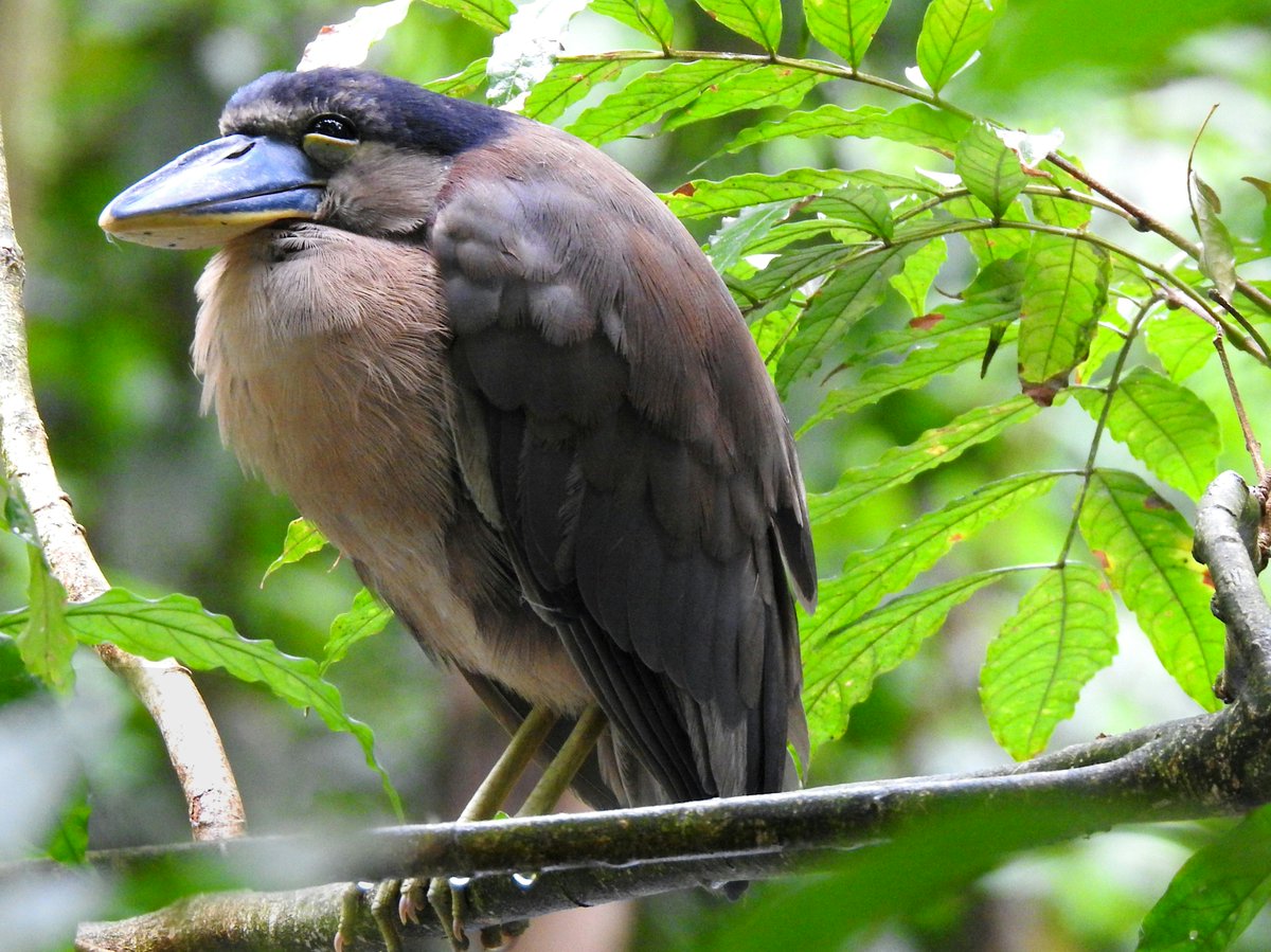 Look at that enormous bill!  This is a boat-billed heron, a nocturnal bird that lives in mangrove forests.  #birdwatcher #nature