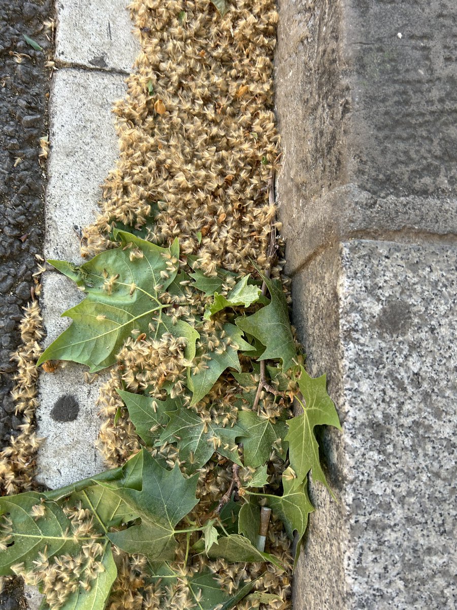 alexsnclmnt's tweet photo. M’agradaria felicitar personalment la persona que va decidir que el millor arbre per plantar a la ciutat era el plàtan d’ombra perquè és increïble la quantitat de merda d’aquesta que està caient avui dels arbres, de debò. https://t.co/pNYXLsDpa8