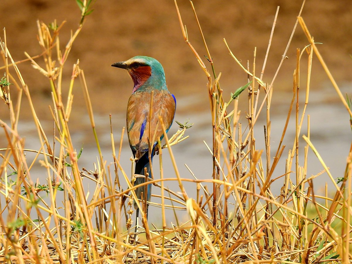 European Bee-eater (Chlorophanes spiza) Europäischer Bienenfresser 🇹🇿

#nature #Tanzania #wildlifephotography