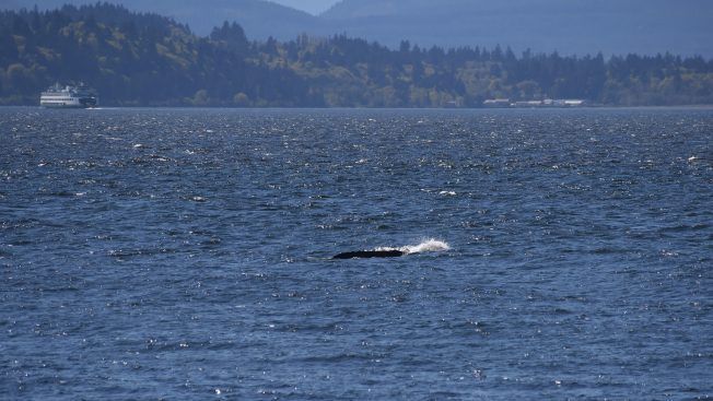 SEEN OFF WEST SEATTLE YESTERDAY: Gray whale, northbound (photo added) via @westseattleblog buff.ly/3JpP3E3