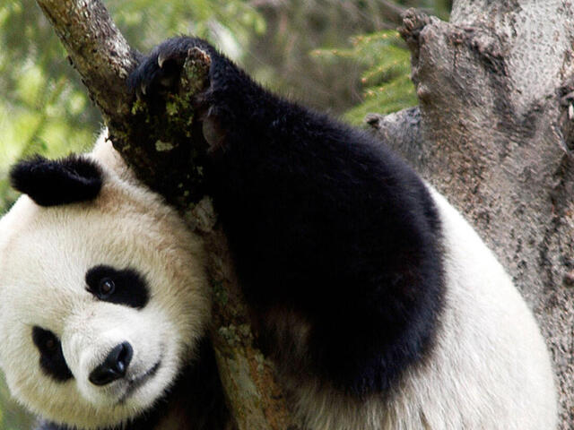Good news for San Franciscans: On Apr. 19, the China Wildlife Conservation Association and @sfzoo signed a letter of intent for giant #panda conservation cooperation. The two sides will make sound preparations and work toward bringing a pair of 🐼🐼 to San Francisco in 2025.