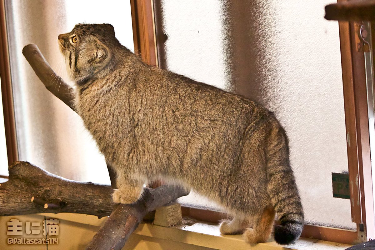 Pallascats114 tweet picture