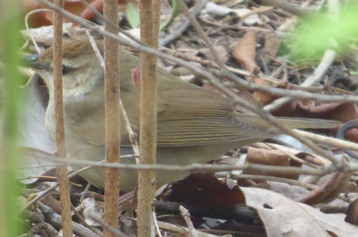 Park Bird! Swainson's Warbler - sorry the pic is not great @bbpnyc @BirdBrklyn #birding #birds