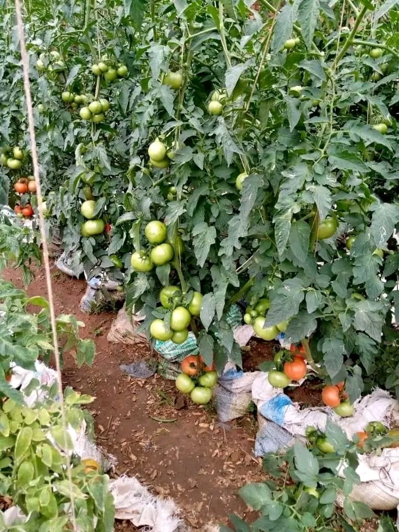 Farming is not a sidechick of other enterprises you engage your self into. Farming is not the last option because you lost your job. Farming is not an activity to keep you busy and to take away your boredom. Farming is a  business that I have seen many making millions out of it.