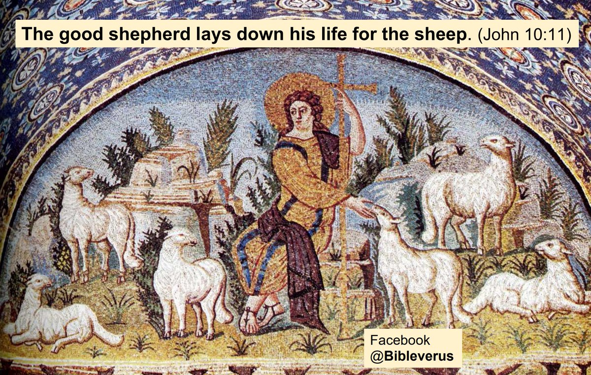 The good shepherd lays down his life for the sheep. (John 10:11)
Explanation available at the following link rumble.com/v4przv6-john-1…
#bible #biblestudy #Gospel #lectiodivina #CatholicX #CatholicTwitter #CatholicChurch #goodshepherd