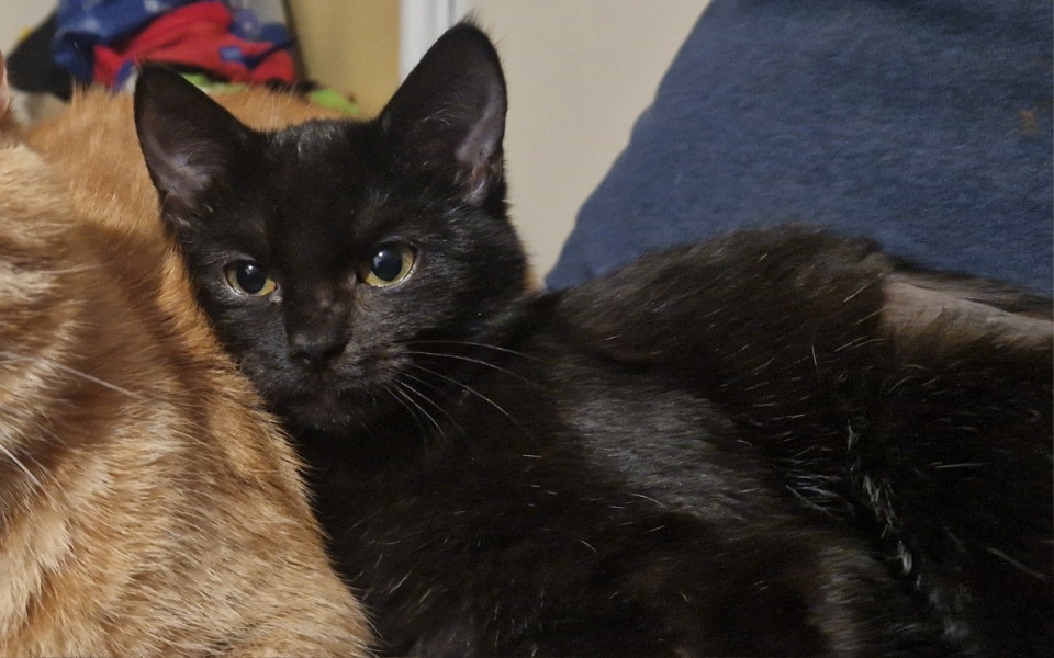Koty w głowie 🐈 (@cenne_mysli) on Twitter photo <a href="/BChoroszy/">Baśka</a> <a href="/PawelSiedlecki/">Paweł Siedlecki</a> @LysukoEvil <a href="/Mooncake7D2/">catinthebag⁷</a> @oocNastolatki <a href="/ArturK1972/">Artur</a> <a href="/MalgoEmEs/">Małgo</a> <a href="/bitchin_xoxo/">kleopatra</a> <a href="/RJedrusiak/">Rafał Jędrusiak</a> <a href="/ewciakowa/">ev🇵🇱🇪🇺🫶</a> <a href="/malvviaa/">Malwina ᖭི༏ᖫྀ</a> <a href="/skywalkerka/">ʀᴜᴅᴀғʀᴏᴍsʜᴀᴅᴏᴡ ✪ ४ ||-//</a> <a href="/mslcmalxjc/">(✯◡✯)</a> <a href="/pastel__dreamer/">domi 💌</a> <a href="/S_WLasik/">Sławomir Własik</a> <a href="/_Alexx_Z_/">🌺Alex</a> Na nowe życie dla Furii 💔
Proszę Was pomóżcie 🙏
Kotka walczy z FIPEM 💔
pomagam.pl/dh6k7n
BRAKUJE 2 165 zł 💔 <a href="/BChoroszy/">Baśka</a> <a href="/PawelSiedlecki/">Paweł Siedlecki</a> @LysukoEvil <a href="/Mooncake7D2/">catinthebag⁷</a> @oocNastolatki <a href="/ArturK1972/">Artur</a> <a href="/MalgoEmEs/">Małgo</a> <a href="/bitchin_xoxo/">kleopatra</a> <a href="/RJedrusiak/">Rafał Jędrusiak</a> <a href="/ewciakowa/">ev🇵🇱🇪🇺🫶</a> <a href="/malvviaa/">Malwina ᖭི༏ᖫྀ</a> <a href="/skywalkerka/">ʀᴜᴅᴀғʀᴏᴍsʜᴀᴅᴏᴡ ✪ ४ ||-//</a> <a href="/mslcmalxjc/">(✯◡✯)</a> <a href="/pastel__dreamer/">domi 💌</a> <a href="/S_WLasik/">Sławomir Własik</a> <a href="/_Alexx_Z_/">🌺Alex</a> Na nowe życie dla Furii 💔
Proszę Was pomóżcie 🙏
Kotka walczy z FIPEM 💔
pomagam.pl/dh6k7n
BRAKUJE 2 165 zł 💔