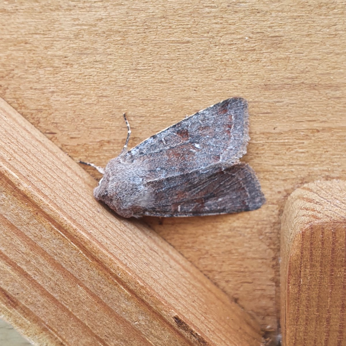 It's Friday Flyday Moth-ers! 

Hope your traps aren't too (Clouded) Drab tomorrow, looks like a chilly night for us all.

#TeamMoth #MothsMatter #GardenMothScheme