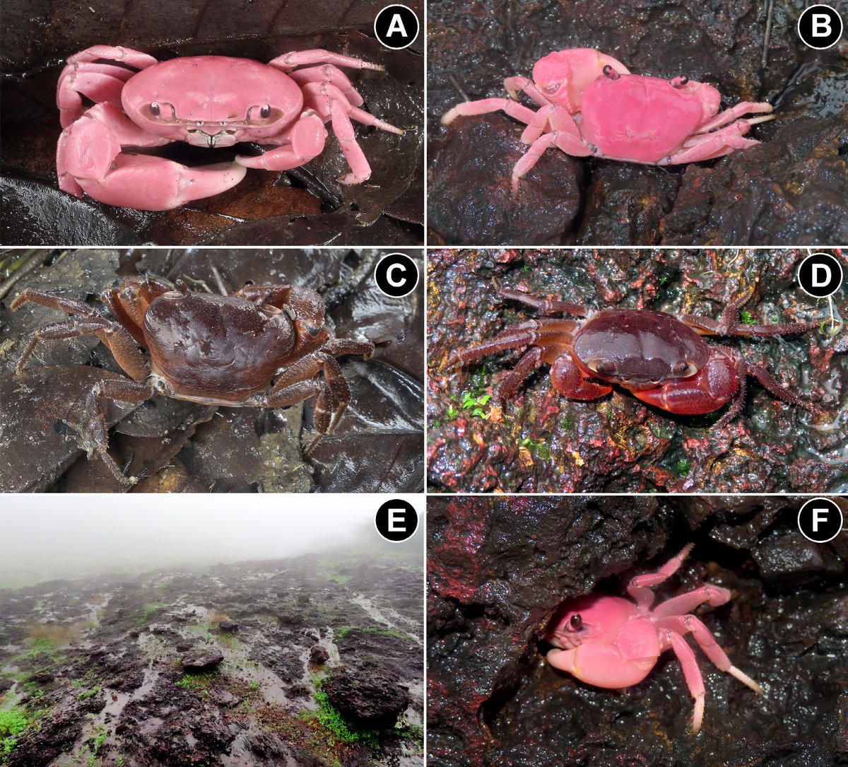#NewSpeciesAlert #CrabsInTheNews - The “Mr. and Mrs. Ghat #crab”, #𝐺ℎ𝑎𝑡𝑖𝑎𝑛𝑎 𝑑𝑣𝑖𝑟𝑢𝑝𝑎 from the Central #WesternGhats of India. The authors suggest the common name - 'Mr. & Mrs. Ghat crab', due to the difference in colour between the sexes
🔒 bit.ly/3QaWB14