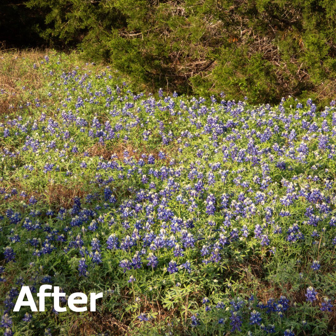 Here's what habitat restoration looks like in Austin's Bull Creek Watershed 💙💜 Last year, we solarized this meadow area to kill the invasive grasses that had taken over. After sowing wildflower seeds, this incredible meadow of Bluebonnets has come to life!