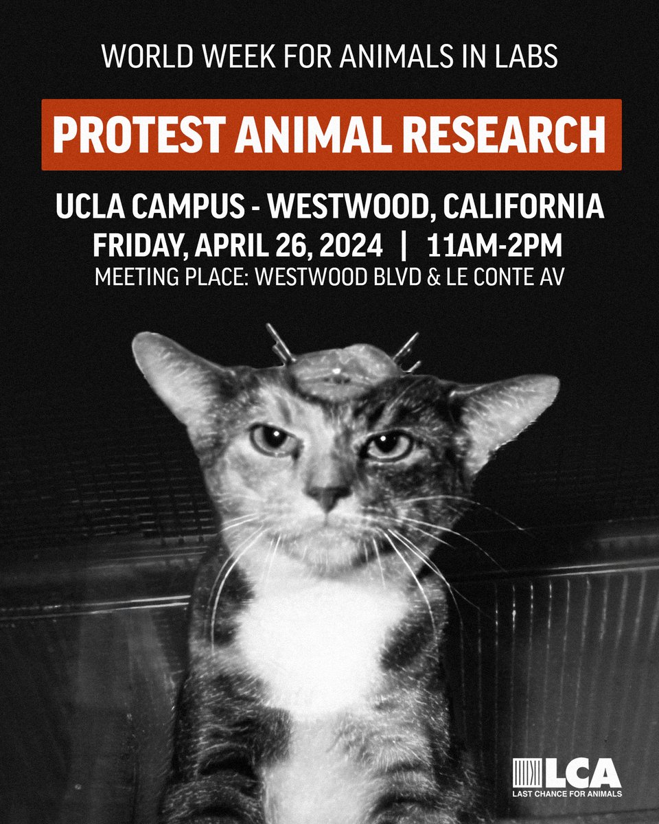 NEXT WEEKEND, FRIDAY, 4/26/2024 PROTEST AGAINST ANIMAL RESEARCH, ON THE UCLA CAMPUS Make your voice heard! Please join local activists and animal rights groups, during World Week for Animals in Laboratories, as they protest against the torture committed on animals in research.