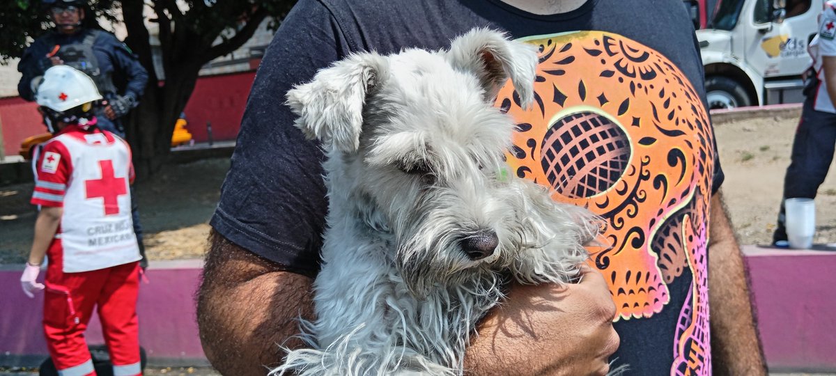 pulsopoliticoax's tweet photo. #ÚltimaHora Una perrita con el nombre de "Mila", fue rescatada por elementos de @Bomberos_GobOax durante el incendio a una vulcanizadora en Av. Eduardo Mata (Periférico).
La reacción inmediata de los elementos, hizo que la perrita fuera rescatada sana y salva. https://t.co/vUyv99UbqR