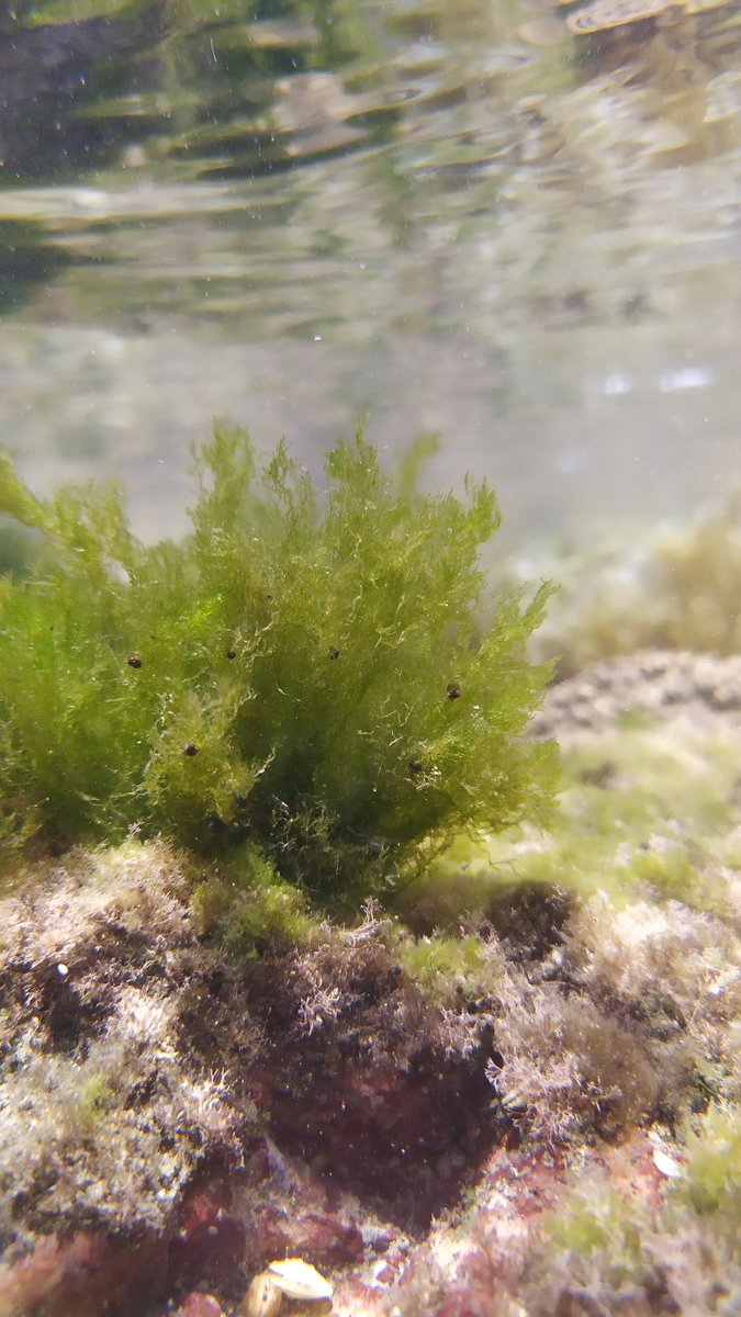Yeyox_'s tweet photo. Cladophora sp. Boca Andrea, Veracruz, México. #phycologyfriday #phycology #Cladophora #mexicanseaweeds https://t.co/SgDpNUBHDK