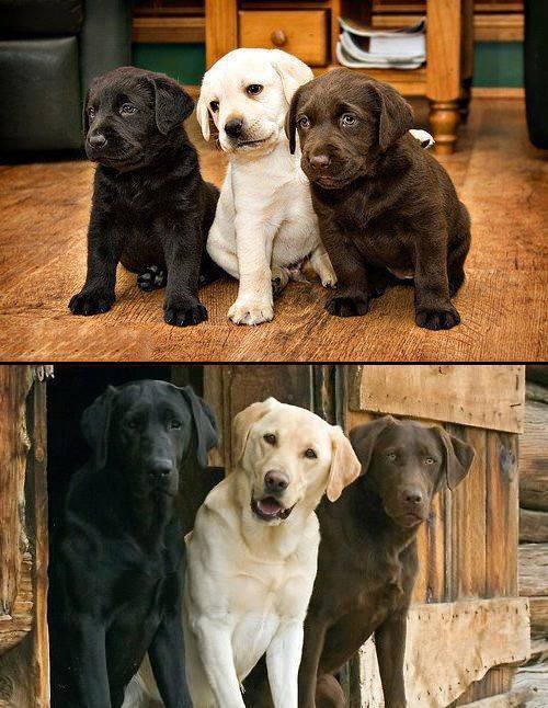 Look at them before and after. Beautiful family!