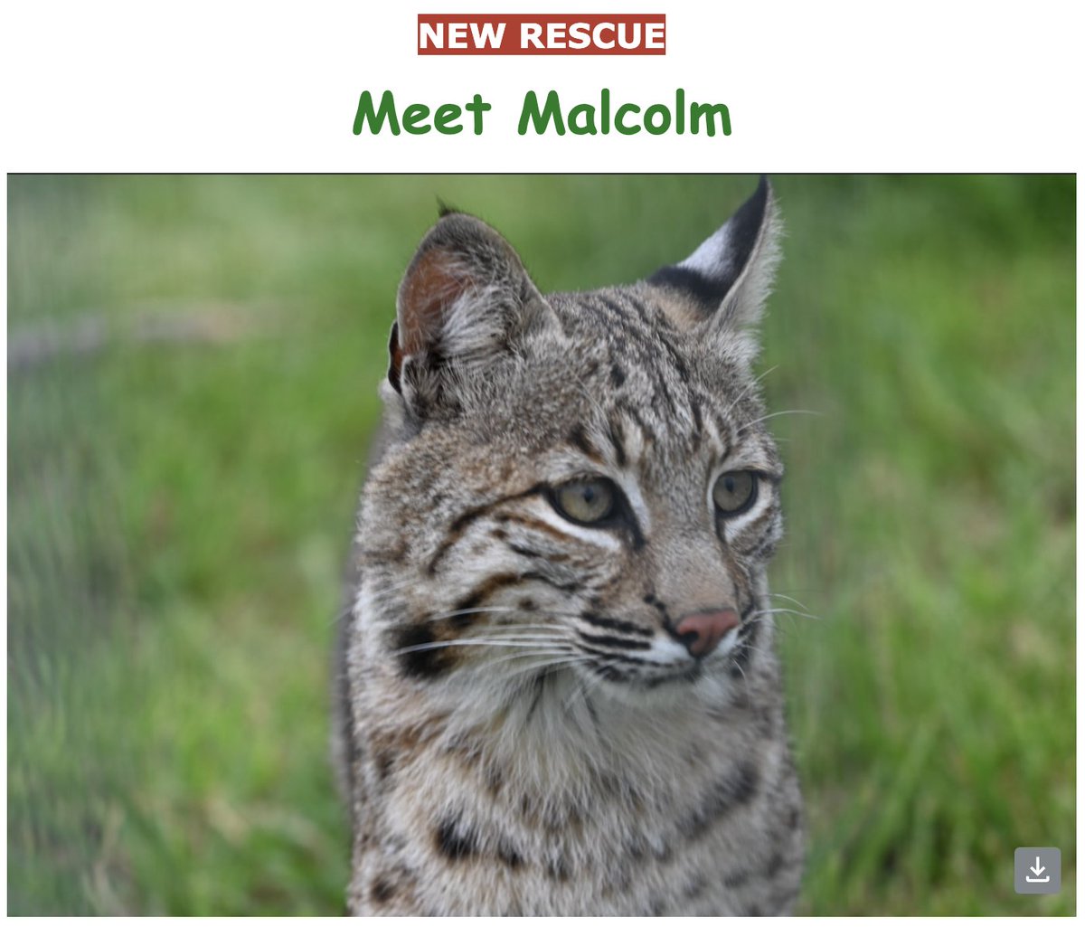 Did everyone get their weekly e-newsletter?  
This week's cat of the week is Malcolm, our newest rescue.

To sign up for our free weekly e-newsletter visit our website at turpentinecreek.org and scroll to the bottom of the page and click on 'Subscribe.'  #TCWR