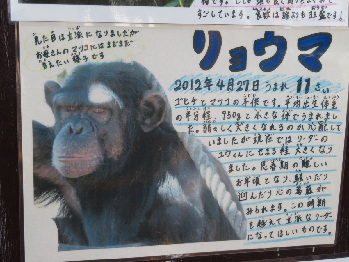 リョウマくんお誕生日おめでとう🎉 #チンパンジー #かみね動物園