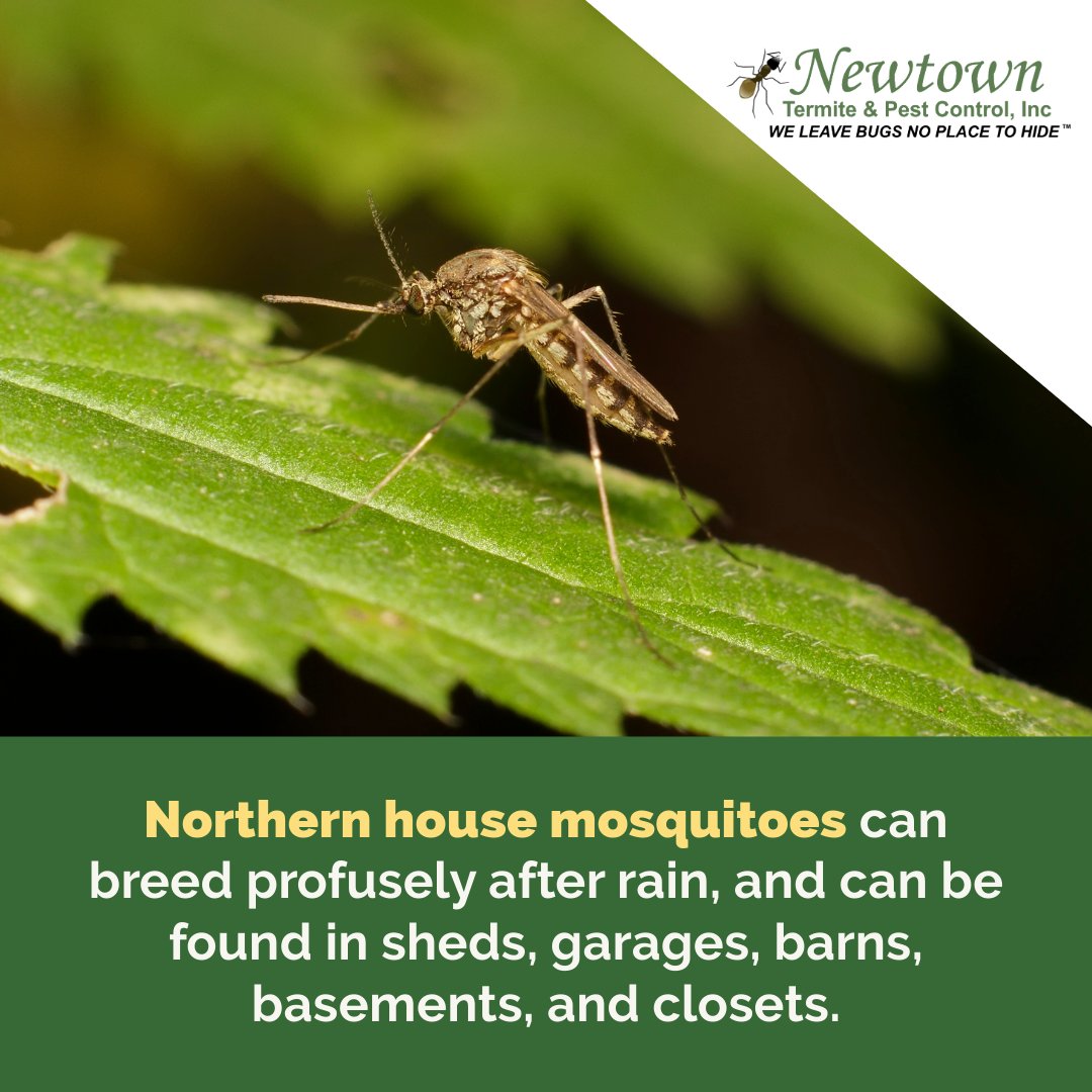 #NorthernHouseMosquitos often prefer shaded areas and other dark, secluded spaces when resting.
.
.
#mosquitos #bugs #insects #nature #bloodsuckers #mosquitobites #mosquitocontrol #pestcontrol #pests #commonhousemosquito